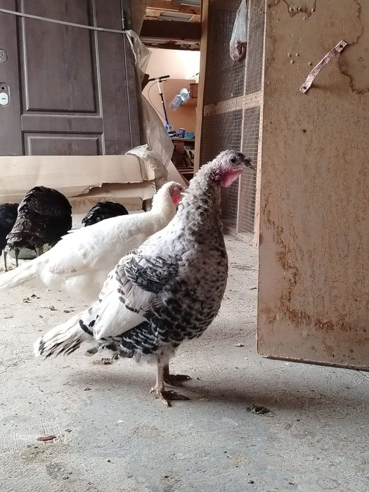 Индюк сатылады 15.000