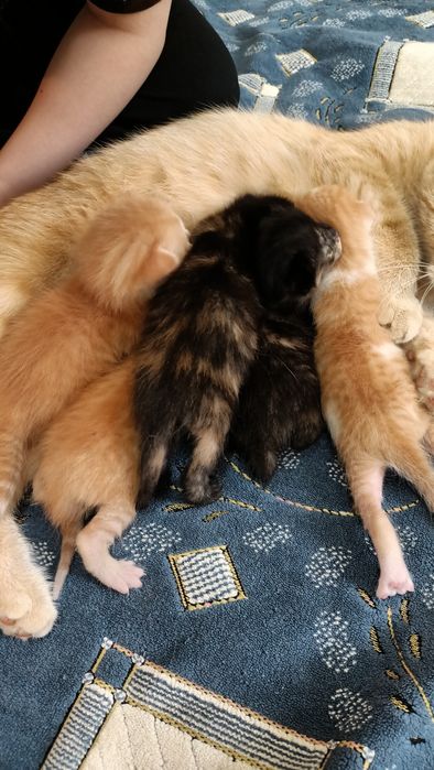Отдам рыжие котята
