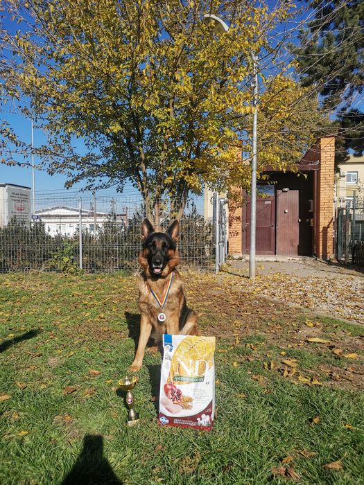 Pui ciobanesc german cu pedigree