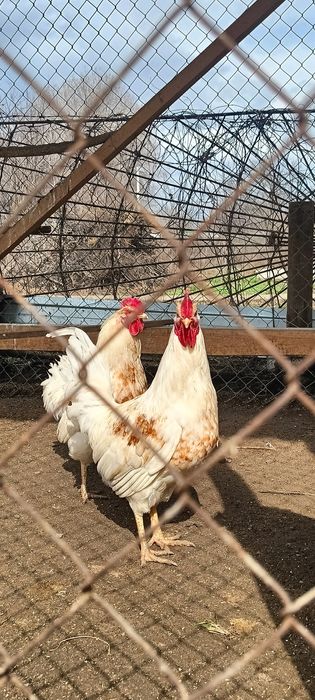 Петух 6000 продам