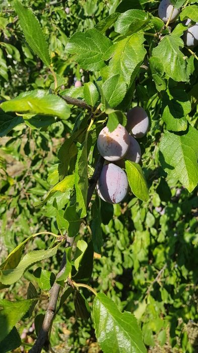 Vand prune din grădina proprie