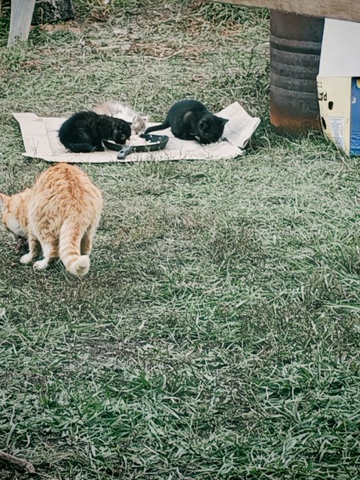 Котята ищат себе хозяина и дом