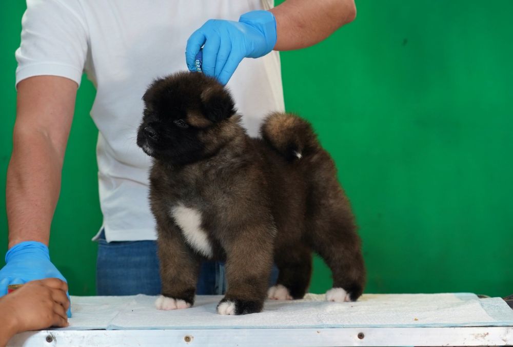 American Akita par lung