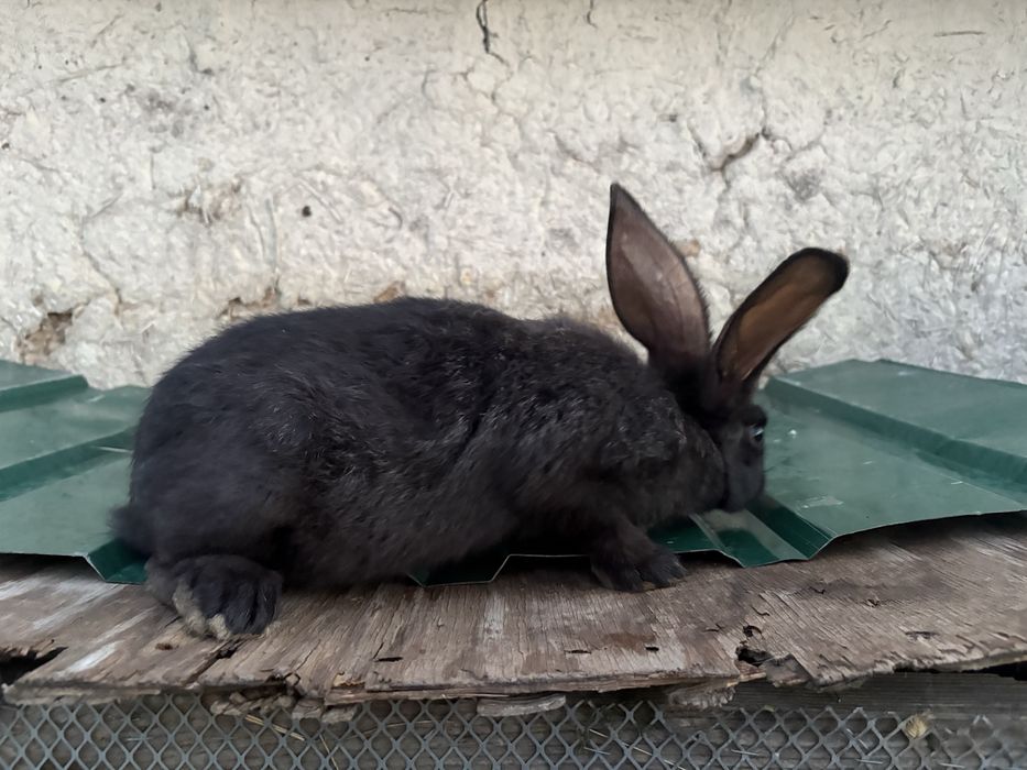 Продам Крольчат
