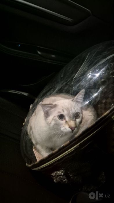 Продаётся красивый котик!