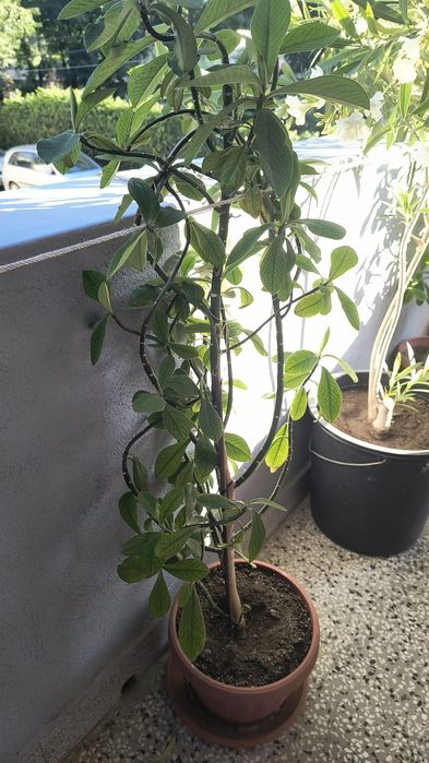 Каучуково дърво със саксия