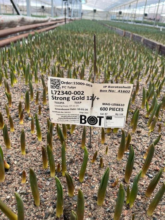 Тюльпаны оптом |8 марта |от 360 тенге