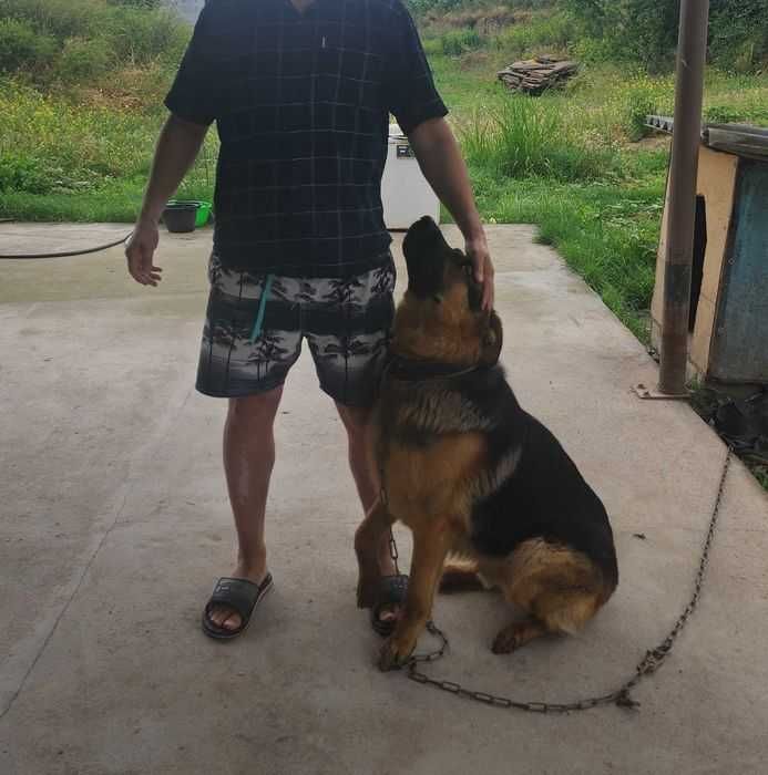 Вязка. Kobelni ULASH. Кобель, Немец овчарка, чепрачный окрас, Vyazka