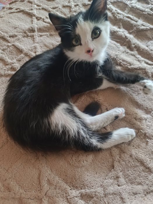 Отдам в добрые руки котенка