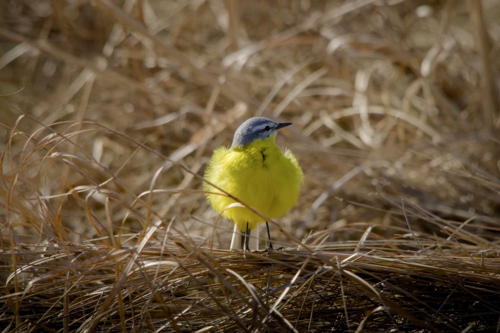 Зеркальный фотоаппарат Canon EOS 2000d