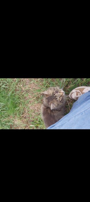 Котёнок, нуждается в помощи волонтёров