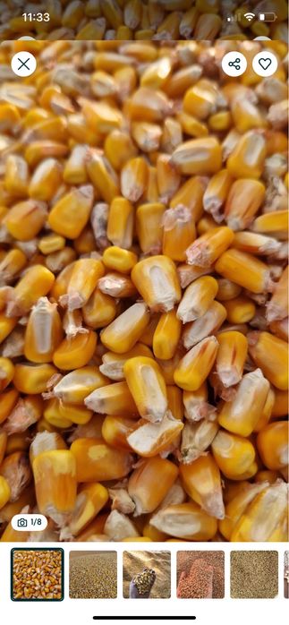 Vând porumb boabe si stiulete
