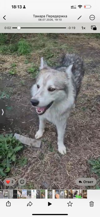 Хаски 3 года мальчик в добрые руки