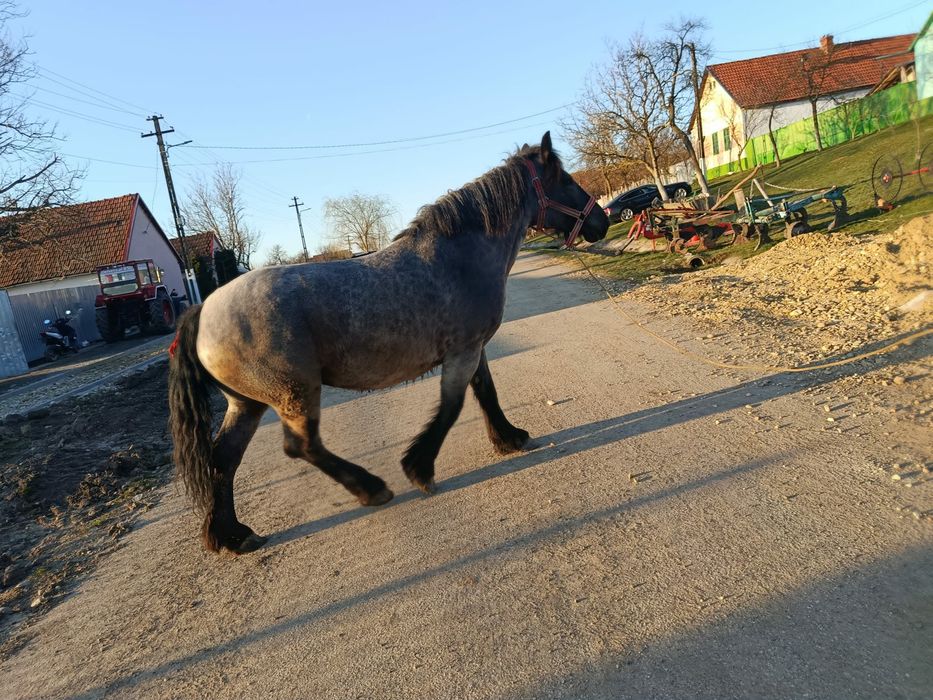 Vand manza de 3 ani jumate