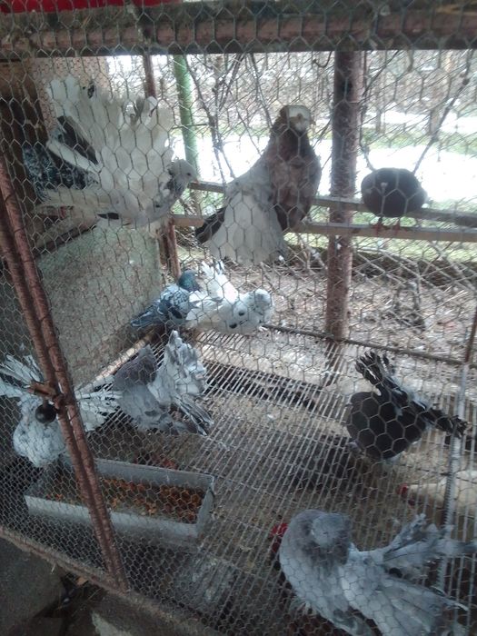 Porumbei voltat indian