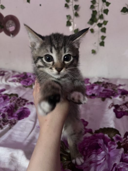 отдам котят в добрые руки