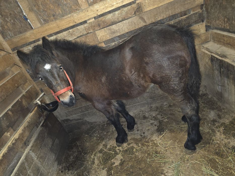 Vand manz, manza, cai!