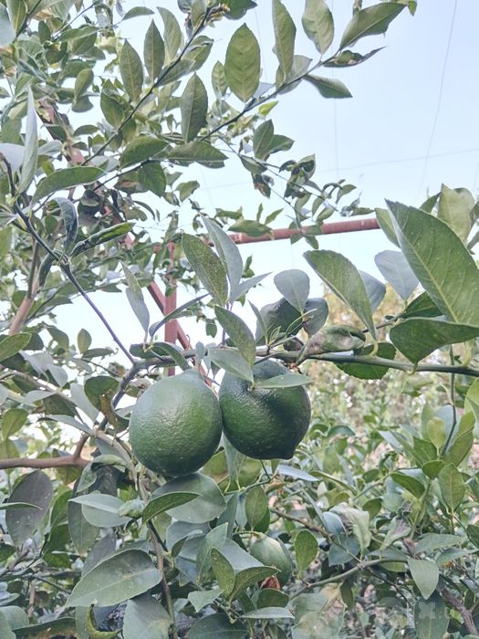Ko'k Limon mevasi