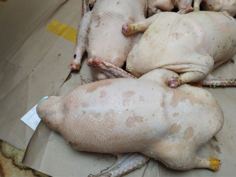 Үйрек, қаз еттері бар