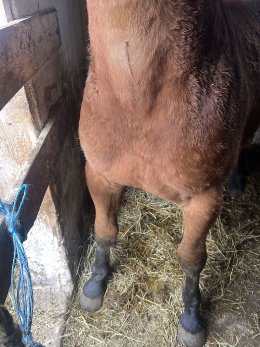 Manz de 8 luni din parinti de 1000 de kg