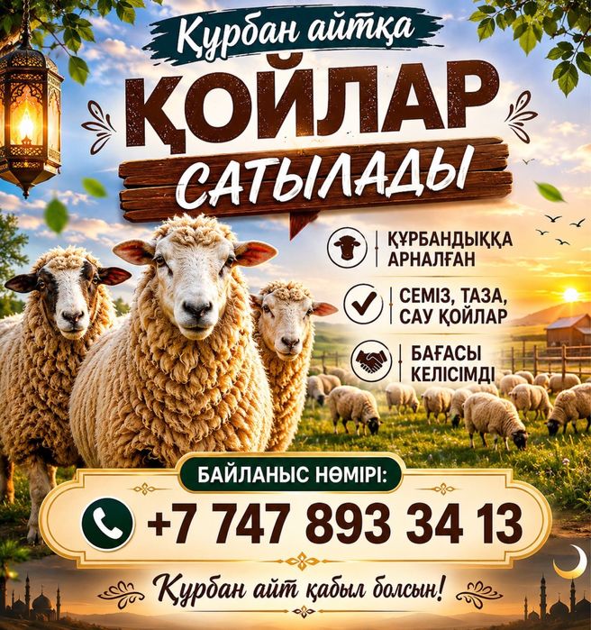 Қой сатылады, ірі салмақты