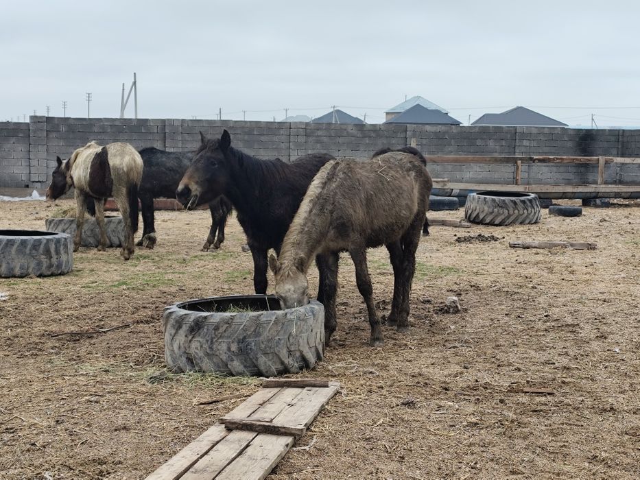 Полтарашка тайлар сатылады