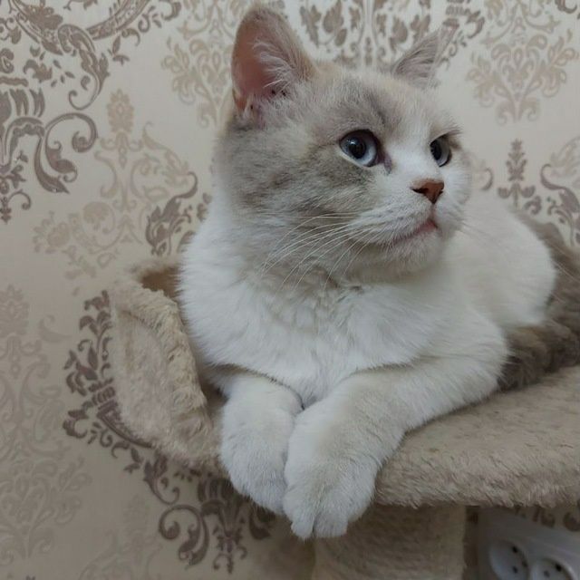 Шатланский фолд Shatlanskiy fold