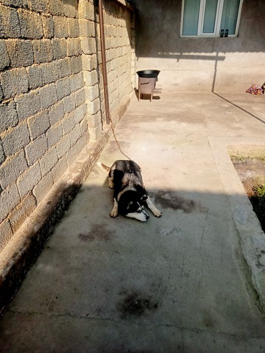 Hatik 1000% tazas qiz bola