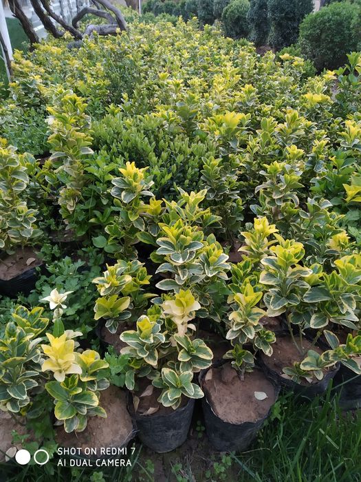 Кочатлар сотилади, Шамшод ва Бресклет лар