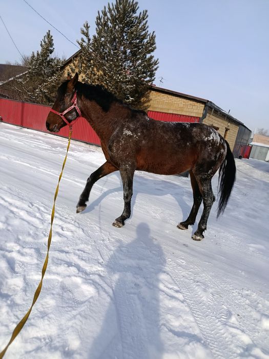 Продам Айгыр либо обмен на две кобылы