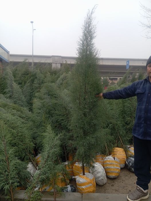 Продаётся голубой гепарис