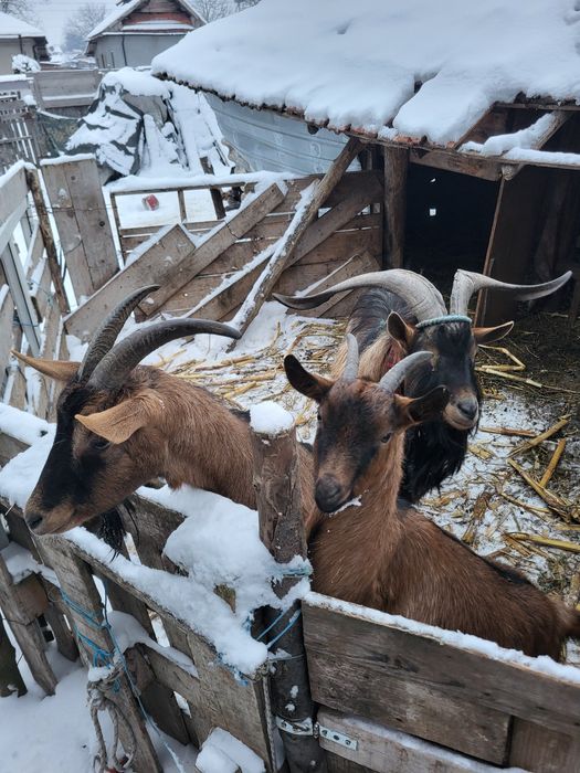Țap  de vânzare cu genetică bună