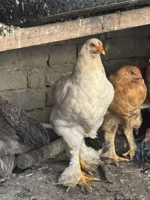 Продам домашних кур