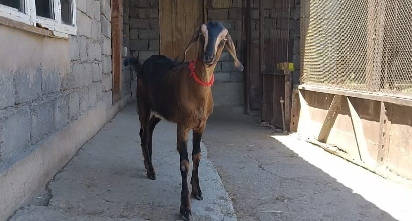 АнглоНубийский  шыбыш сатылады