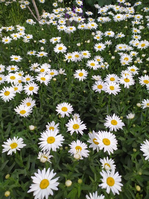 Цветы на рассаду дачные