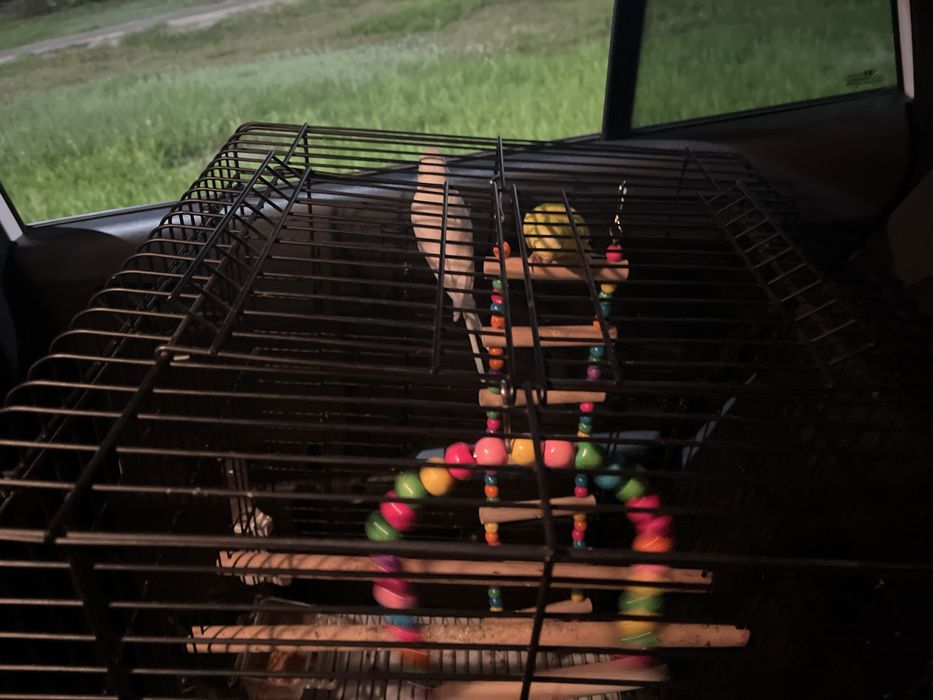 Продаю птиц