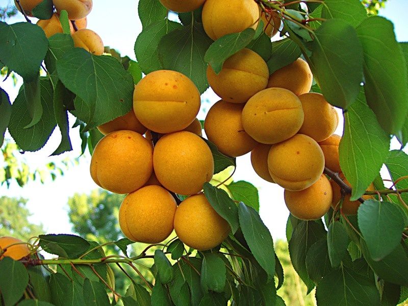 Абрикос сладкий , местный с дачи