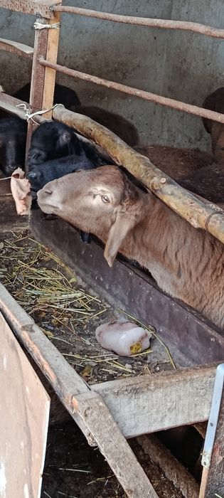 Qoylar sotiladi  qurbonlikka