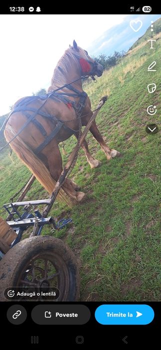 Vând mânz de doi ani jumate