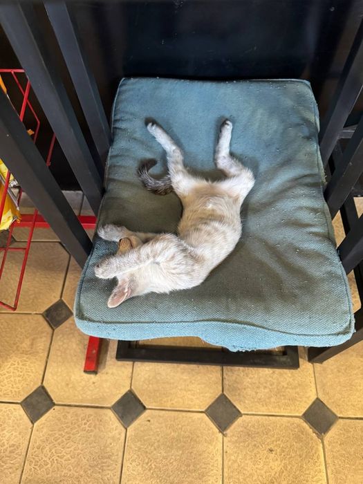 В добрые руки котята