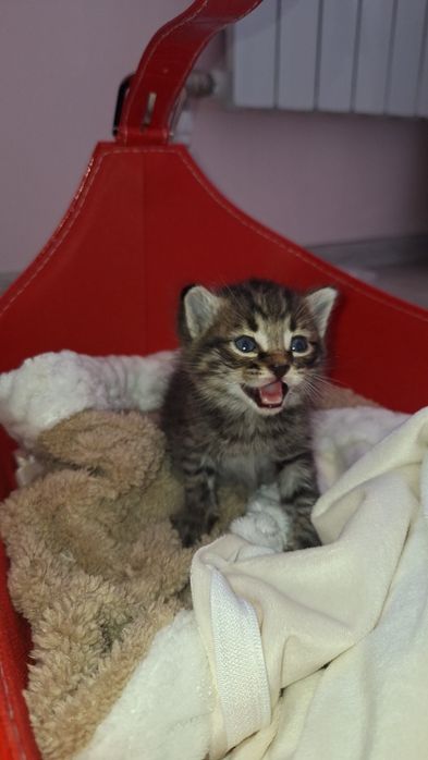 Котёнок мальенкая,срочно(девочка)