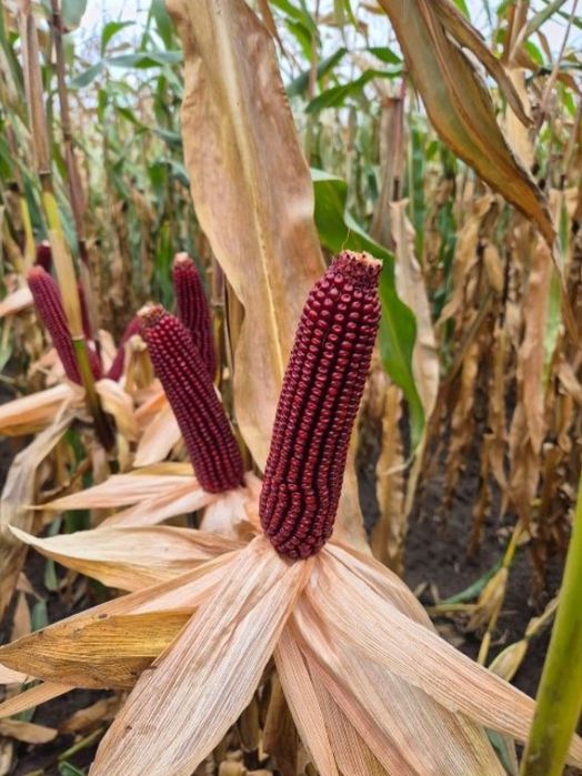 ‼️#️⃣‼️Semințe Porumb Roșu Certificat Bordeaux Cribs cu bobul mic‼️*️⃣