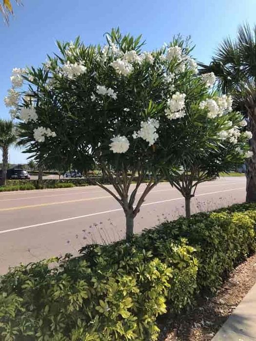 Олеандр белый, Oq tolguli (Nerium oleander) — 70 см