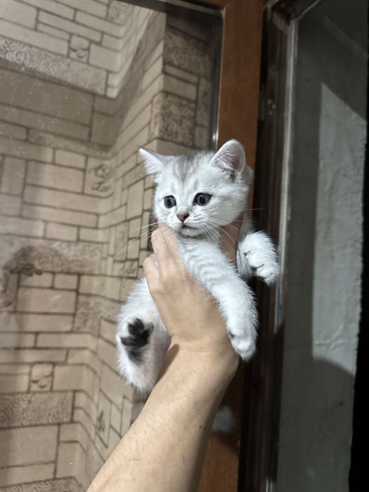 Серебристый шиншила