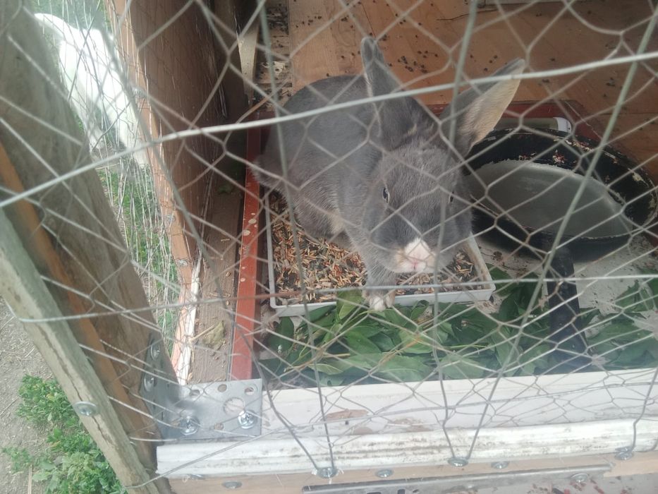 Отдам бесплатно кролика Добрые руки