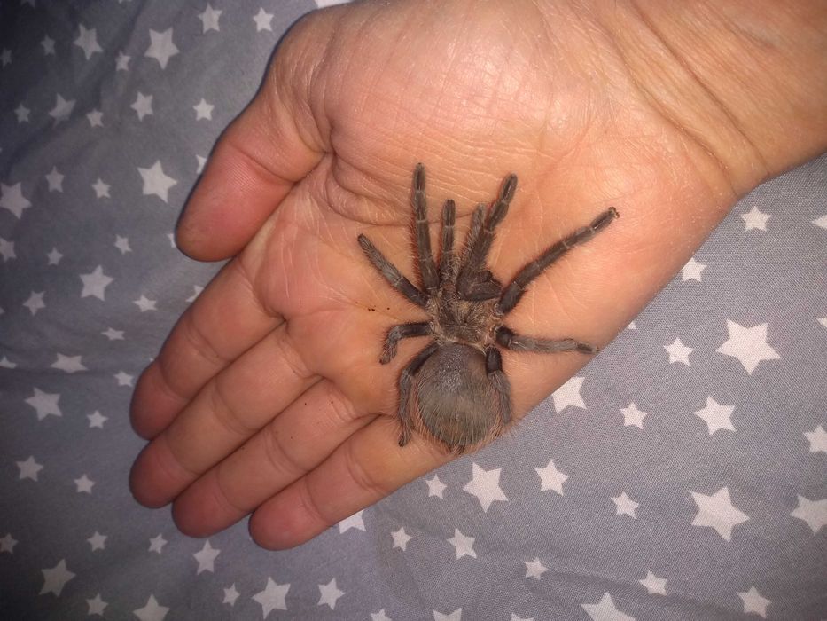 Тарантула Tarantula
