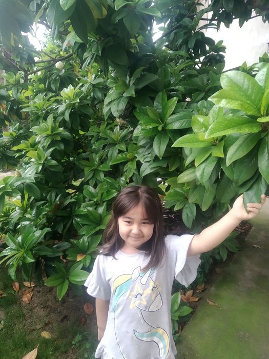 Семена Магнолии Грандифлора