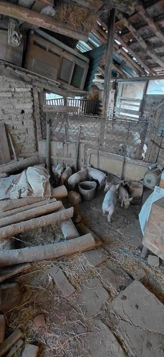 Продавам малки прасенца