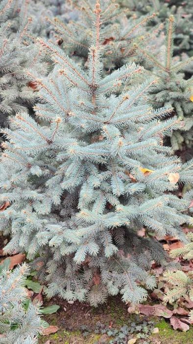 Голубая ель арча (Goluboy yel) Голубой ель