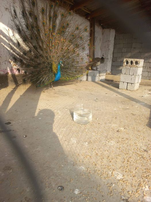 Павлины взрослые